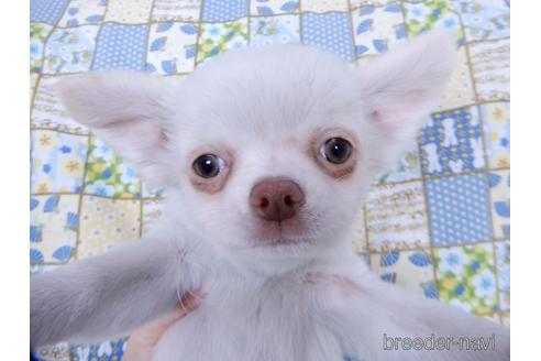 成約済の千葉県のチワワ(ロングコート)-162595の6枚目