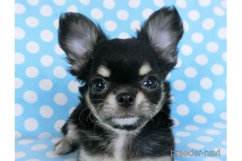 成約済の千葉県のチワワ(ロングコート)-164486の18枚目