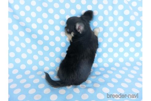 成約済の千葉県のチワワ(ロングコート)-164486の17枚目