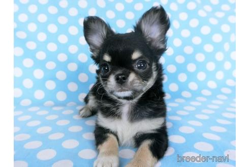 成約済の千葉県のチワワ(ロングコート)-164486の16枚目