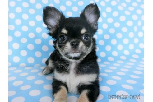 成約済の千葉県のチワワ(ロングコート)-164486の15枚目