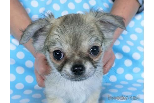 成約済の千葉県のチワワ(ロングコート)-164491の1枚目