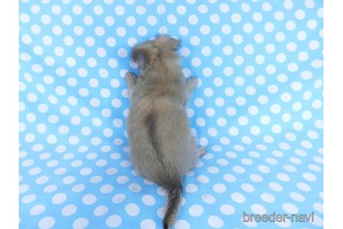 成約済の千葉県のチワワ(ロングコート)-164491の4枚目