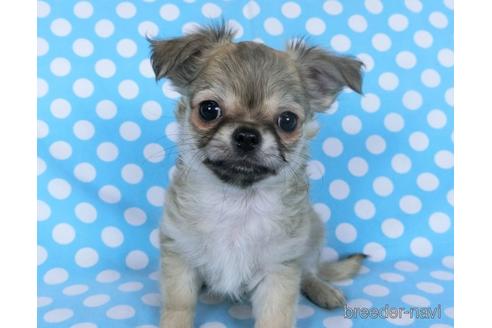 成約済の千葉県のチワワ(ロングコート)-164491の3枚目