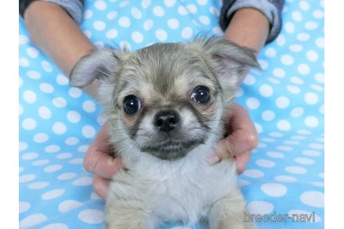 成約済の千葉県のチワワ(ロングコート)-164491の2枚目