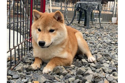 成約済の岡山県の豆柴-149774の1枚目