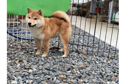 成約済の岡山県の豆柴-149774の3枚目