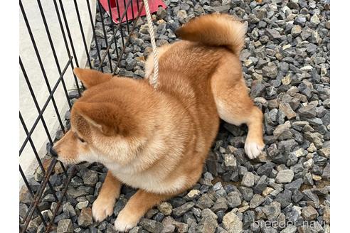 成約済の岡山県の豆柴-149774の4枚目