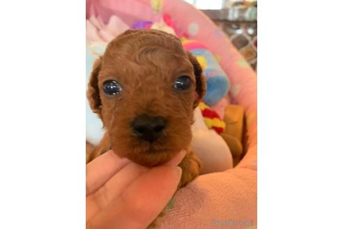 成約済の北海道のトイプードル-167124の1枚目