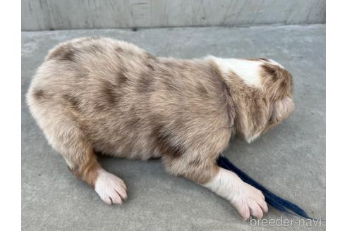 成約済の山梨県のオーストラリアンシェパード-165223の9枚目