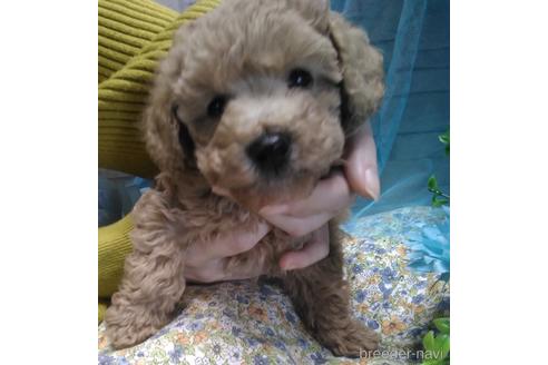 成約済の埼玉県のトイプードル-167136の1枚目