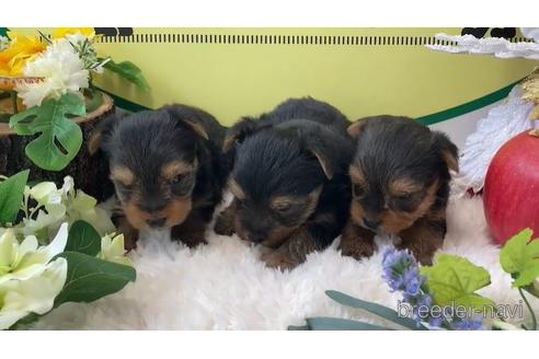 成約済の栃木県のヨークシャーテリア-167193の2枚目