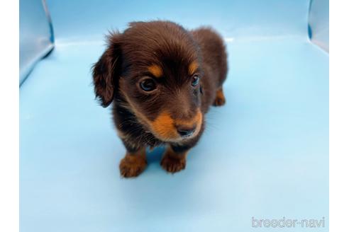 成約済の東京都のミニチュアダックスフンド(ロングヘアード)-167274の4枚目