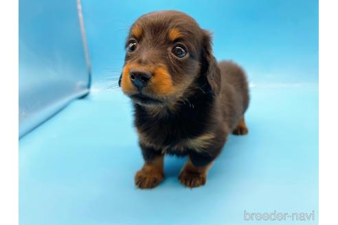 成約済の東京都のミニチュアダックスフンド(ロングヘアード)-167274の5枚目