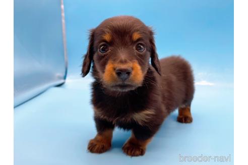 成約済の東京都のミニチュアダックスフンド(ロングヘアード)-167274の6枚目