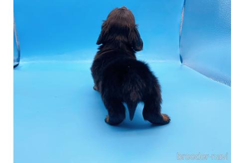 成約済の東京都のミニチュアダックスフンド(ロングヘアード)-167274の7枚目