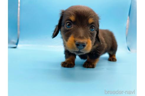 成約済の東京都のミニチュアダックスフンド(ロングヘアード)-167274の1枚目