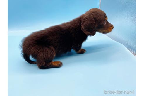 成約済の東京都のミニチュアダックスフンド(ロングヘアード)-167274の2枚目