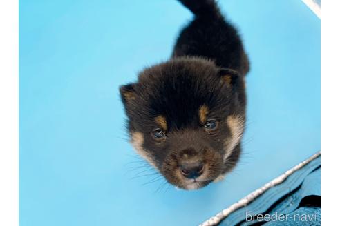 成約済の東京都の豆柴-167279の8枚目
