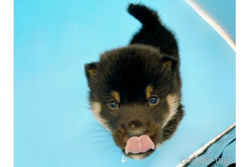 成約済の東京都の豆柴-167279