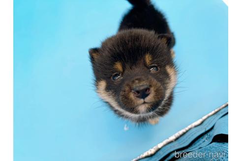 成約済の東京都の豆柴-167279の9枚目