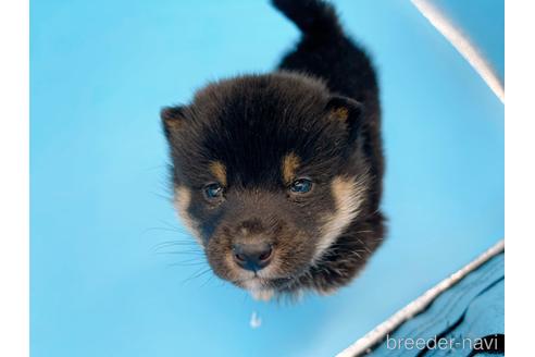 成約済の東京都の豆柴-167279の3枚目