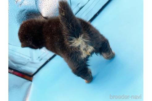 成約済の東京都の豆柴-167279の6枚目