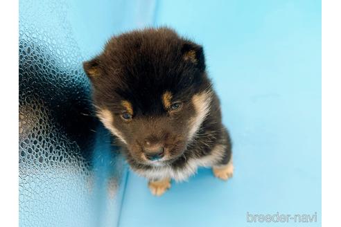 成約済の東京都の豆柴-167279の7枚目