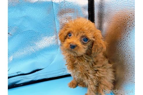 成約済の東京都のタイニープードル-167278の8枚目