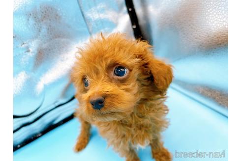 成約済の東京都のタイニープードル-167278の9枚目