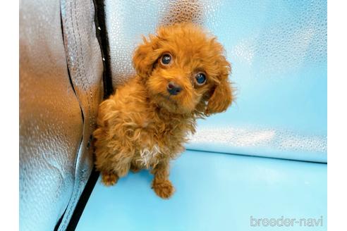 成約済の東京都のタイニープードル-167278の1枚目