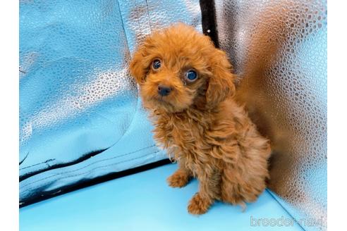 成約済の東京都のタイニープードル-167278の10枚目