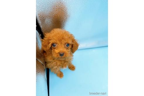 成約済の東京都のタイニープードル-167278の11枚目