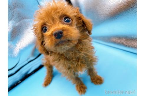 成約済の東京都のタイニープードル-167278の12枚目