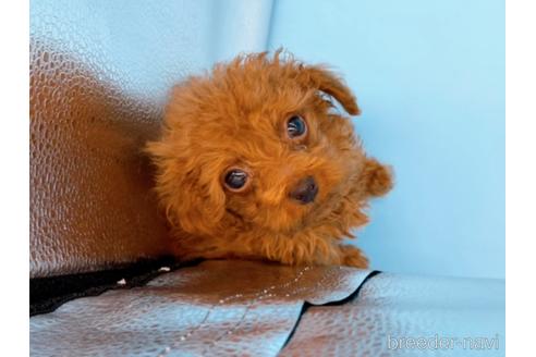 成約済の東京都のタイニープードル-167278の2枚目