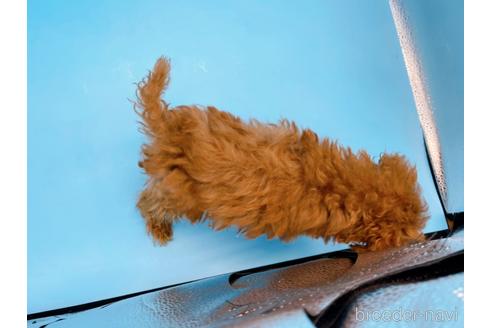 成約済の東京都のタイニープードル-167278の3枚目