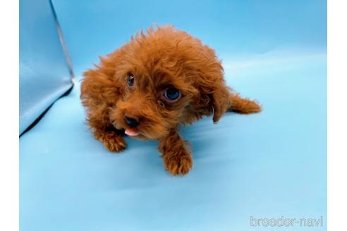 成約済の東京都のタイニープードル-167278の4枚目