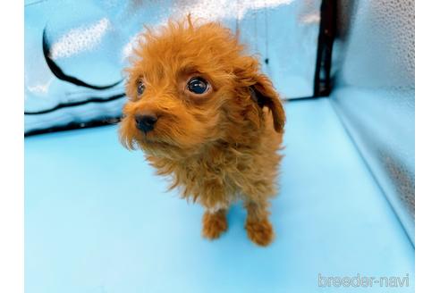 成約済の東京都のタイニープードル-167278の5枚目