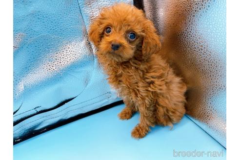 成約済の東京都のタイニープードル-167278の6枚目