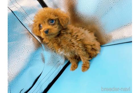 成約済の東京都のタイニープードル-167278の7枚目