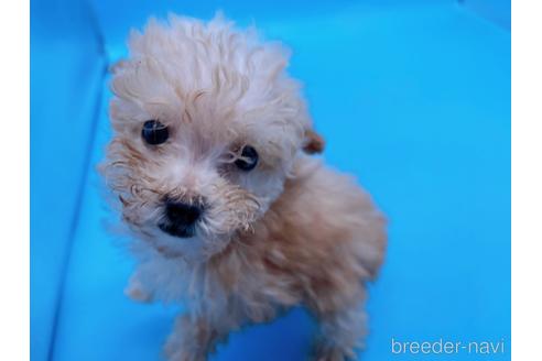 成約済の東京都のティーカッププードル-167277の9枚目