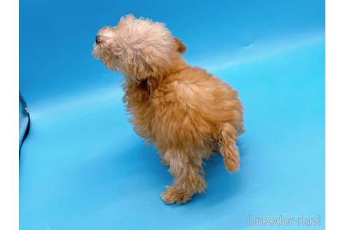 成約済の東京都のティーカッププードル-167277の10枚目