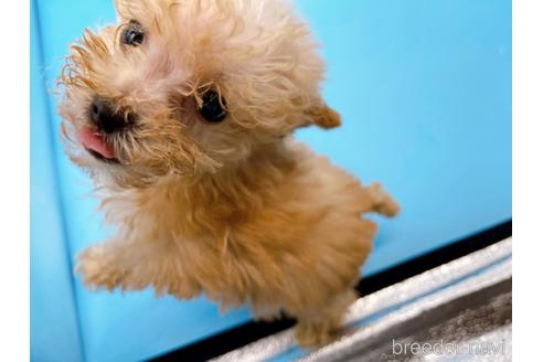 成約済の東京都のティーカッププードル-167277の11枚目