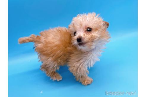 成約済の東京都のティーカッププードル-167277の12枚目