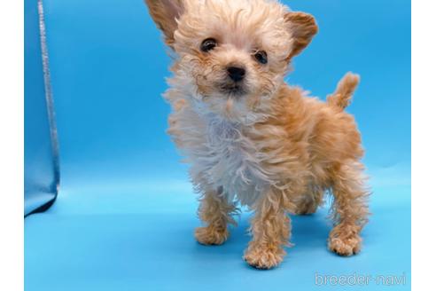 成約済の東京都のティーカッププードル-167277の2枚目