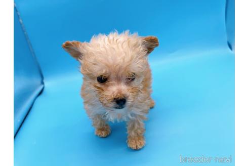 成約済の東京都のティーカッププードル-167277の3枚目