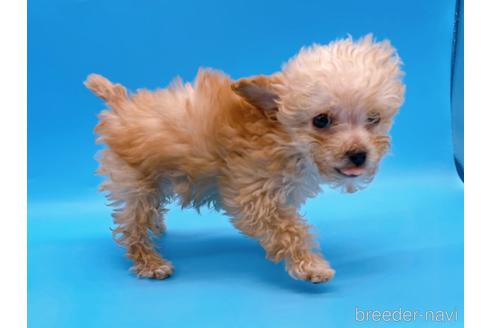 成約済の東京都のティーカッププードル-167277の4枚目