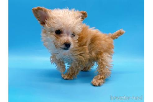 成約済の東京都のティーカッププードル-167277の5枚目