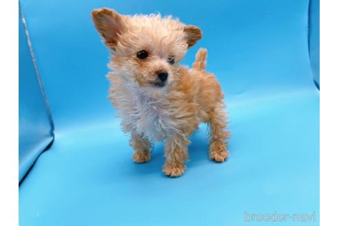 成約済の東京都のティーカッププードル-167277の6枚目