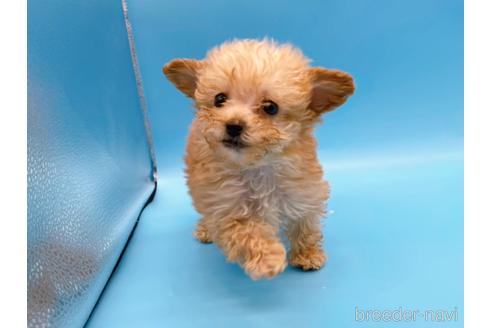 成約済の東京都のティーカッププードル-167277の1枚目